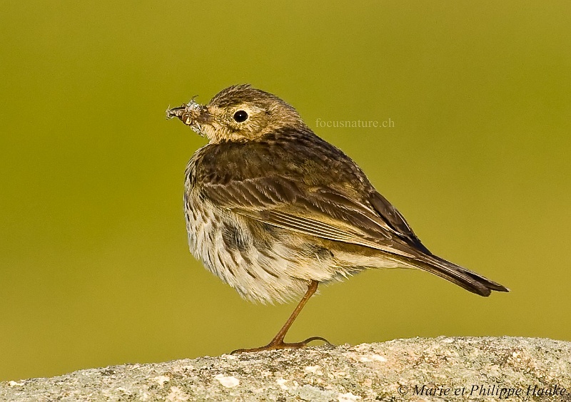 Pipit maritime 5671_wm.jpg - Pipit maritime (Ile Grande, Bretagne, France, juin 2009)